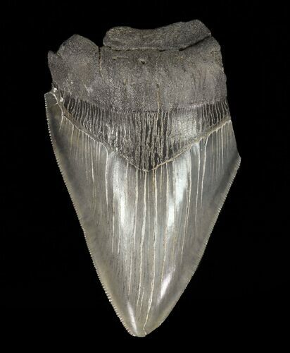 Partial, Megalodon Tooth - Sharp Serrations #61674